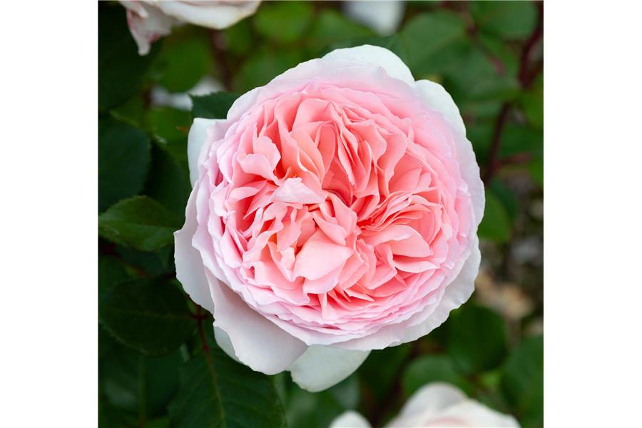 FLORIBUNDA STD